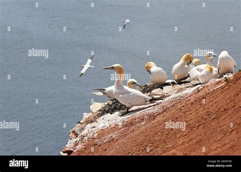 northern gannet colony breeding on Helgoland Stock Photo - Alamy