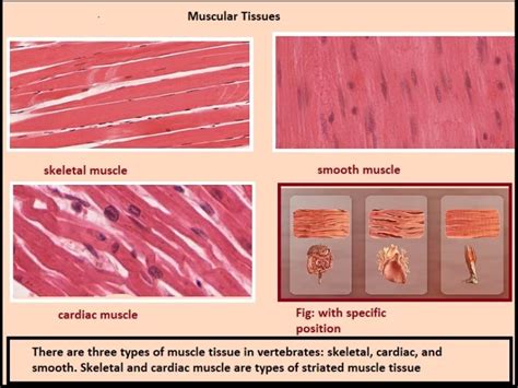 Muscular Tissue - PCSSTUDIES - Biology Muscular Tissue