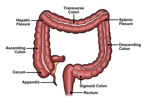 Colon anatomy and colonoscopy — Medilex: The Experts on Medical Experts