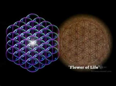 Flower Of Life Torus | Best Flower Site