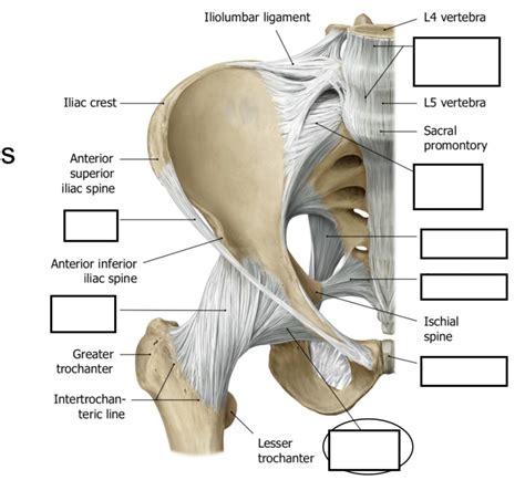 Hip Joint Ligaments Diagram Quizlet | The Best Porn Website