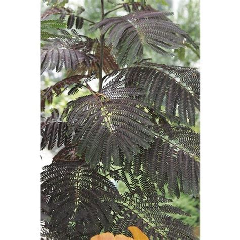 3.25-Gallon Pink Summer Chocolate Mimosa Flowering Tree in Pot (With Soil) (L21445) in the Trees ...