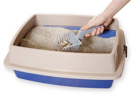 Best Flushable Cat Litter: You Need To Consider These 3 Right Now - TinPaw