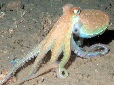 Octopuses are slithering out of the water onto beaches in Wales, and locals say they've 'never ...