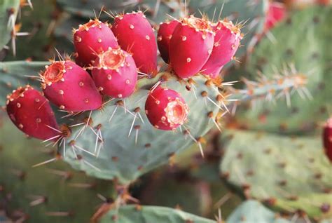 Prickly Pear Vs. Dragon Fruit