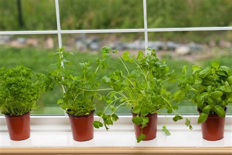 Can You Grow Cilantro Indoors? - Botanic Box