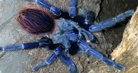 Top 10 Blue Tarantula Species You Have to See | Beyond The Treat