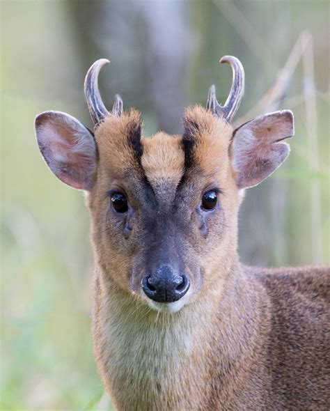 Muntjac buck | Animals, Unusual animals, Weird animals