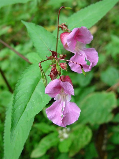 Himalayan balsam – invasive species identification – The Bonnie Gardener