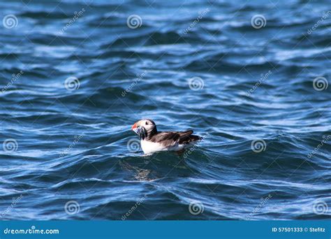 Puffin eating fish stock image. Image of seabird, puffin - 57501333