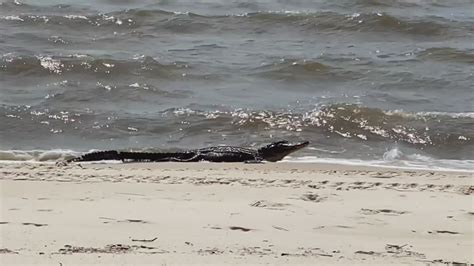 Gators hit the beaches in the Gulf Coast during breeding season | wwltv.com