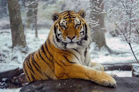 Photos: How tigers adapted to thrive in dissimilar corners of the world