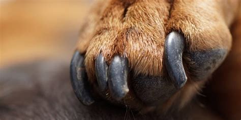 Dog Toenail Fungus – Guide, Causes, Treatment, Reviews & FAQ