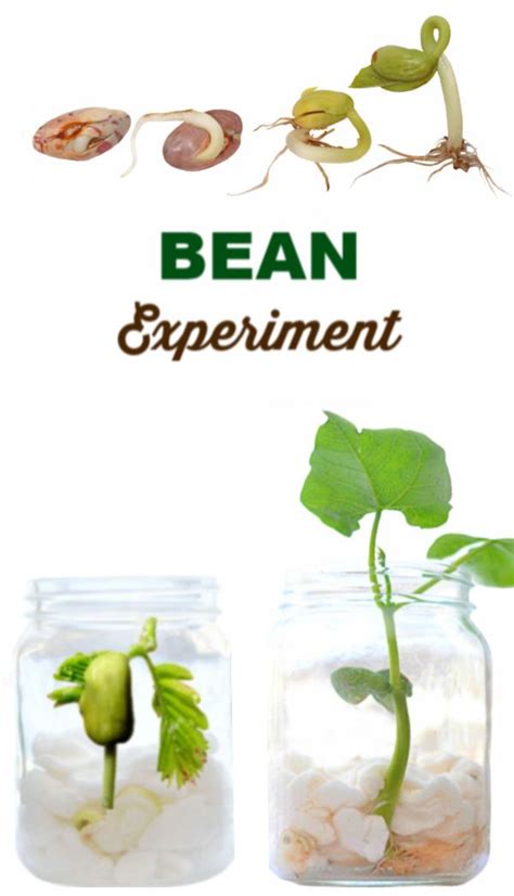 Bean Experiment for Kids | Science experiments kids, Experiments, Science for kids