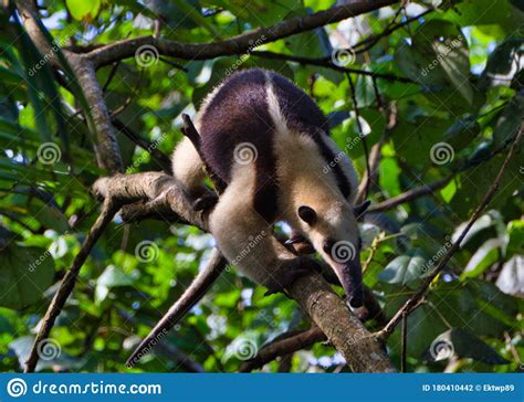 Small anteater on a tree stock photo. Image of american - 180410442