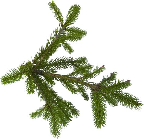 Fir Tree PNG Image - PurePNG | Free transparent CC0 PNG Image Library