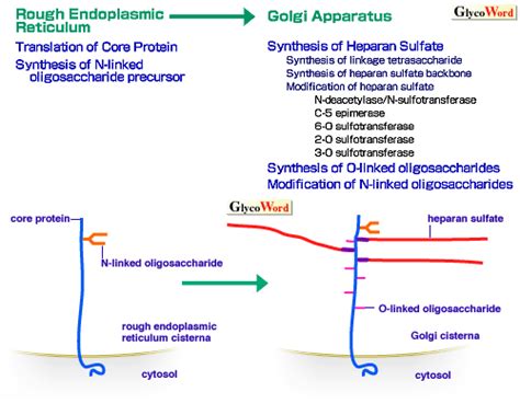 GlycoWord / Proteoglycan-A11