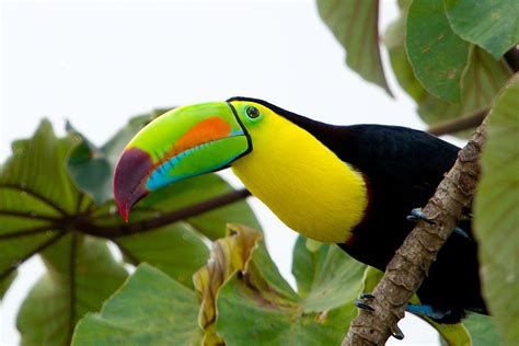 Six iconic Belizean Animals from Chaa Creek's Nature Reserve