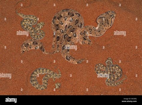 Baby adder hi-res stock photography and images - Alamy