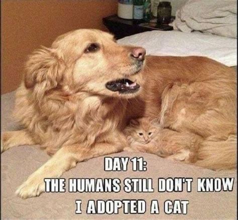 17 Funny Golden Retriever Memes That Are Here To Put A Smile On Our Face - Page 2 of 6 - PetTime