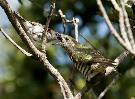 Bird In Everything: Cuckoo Bird Nest