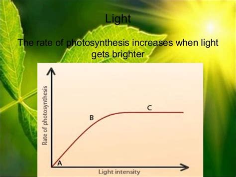 ️ Factors of photosynthesis. Limiting Factors of Photosynthesis. 2019-02-04