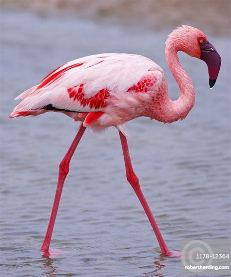 Close up of Lesser Flamingo, | Stock Photo