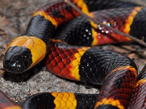 Beautiful Coral and Milk Snakes