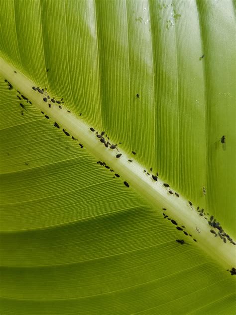 What are these pests on my Banana Plant and how do I (naturally) treat them? : r/houseplants