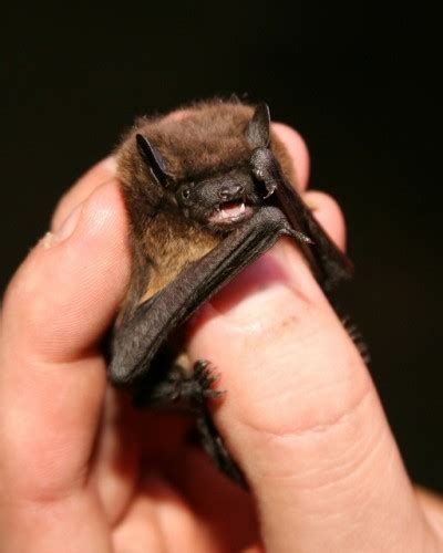 I AM THE NIGHT! As Proclaimed by the Unbelievably Cute Evening Bat