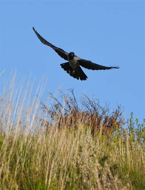 Hooded Crow Landing on a Meadow Stock Photo - Image of countryside ...