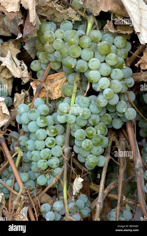 Niagara Grapes on the Vine ready for harvest Stock Photo - Alamy