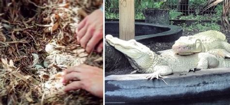 Sepasang Buaya Albino Hasilkan 19 Telur Paling Langka di Dunia - Kabar6.com