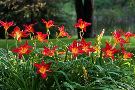 Daylily Flowers: Planting, Growing, and Caring for Daylilies