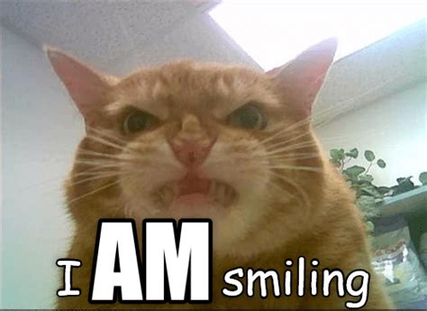 Friendly cat is friendly - Lolcats - lol | cat memes | funny cats ...