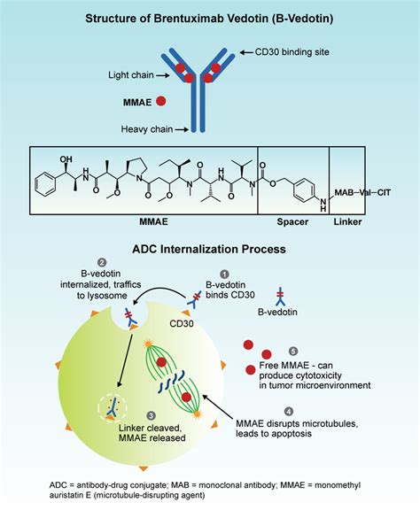 Mechanism of Action of Brentuximab Vedotin | Research To Practice