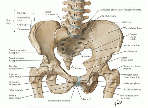 Pin de Sam en Misc anatomy | Anatomía del esqueleto humano, Anatomía ...