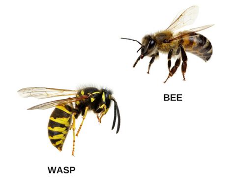 What are the Differences Between Wasps and Bees?