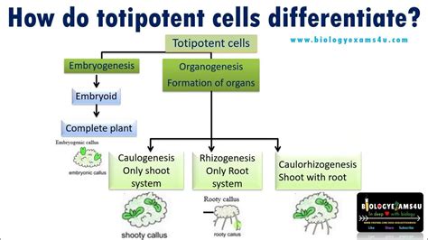 How do Totipotent cells differentiate in Plant Tissue Culture? - YouTube