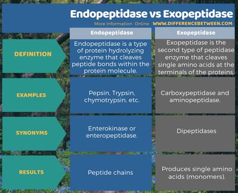 Difference Between Endopeptidase and Exopeptidase | Compare the ...