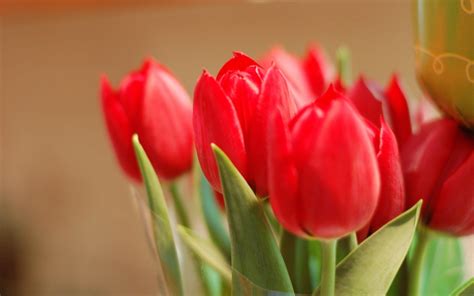 Red Tulip Wallpapers - Wallpaper Cave