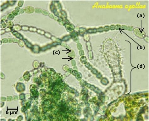 Anabaena azollae: heterocyst (a); vegetative cell (b); polar nodules... | Download Scientific ...