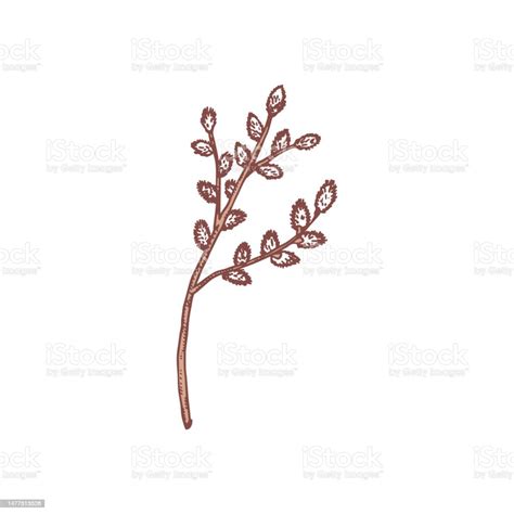 Willow Tree Branch Hand Drawn Sketch Vector Illustration Isolated On ...