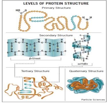 Quaternary Protein Structure Examples | My XXX Hot Girl