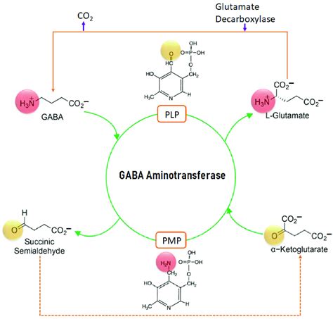 The mechanism of action of GABA-AT. | Download Scientific Diagram