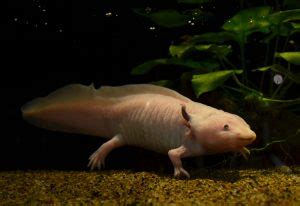 Axolotl Breeding Basics, Setup, And Methodology