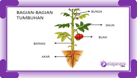 Sistem Pernapasan Tumbuhan – materisekolah.github.io