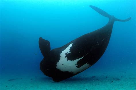 Monterey Bay Aquarium — nubbsgalore: “they were highly curious. they... | Monterey bay aquarium ...