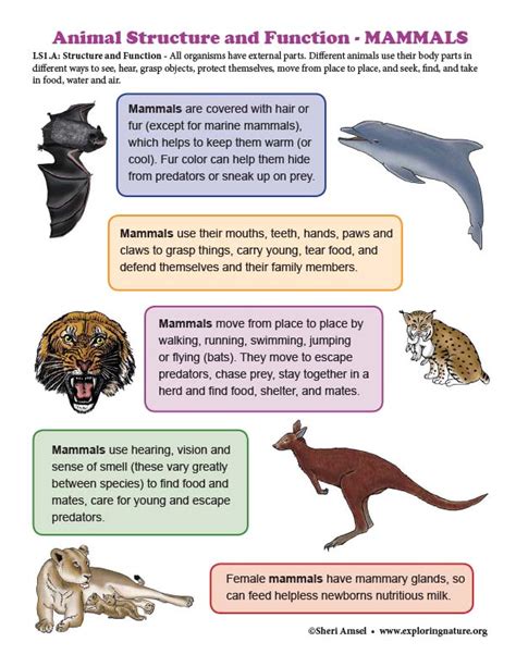 What Are The Basic Parts And Functions Of Animals | Reviewmotors.co