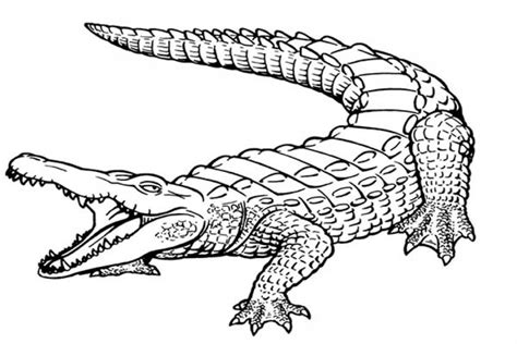 Alligator Printable Coloring Pages